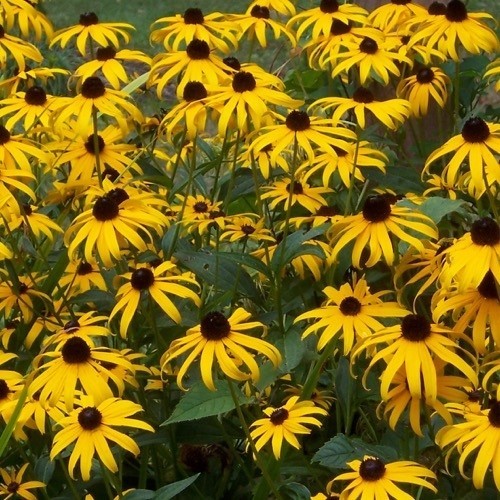300 seeds Black Eyed Susan Hirta Yellow Fresh seeds + gift
