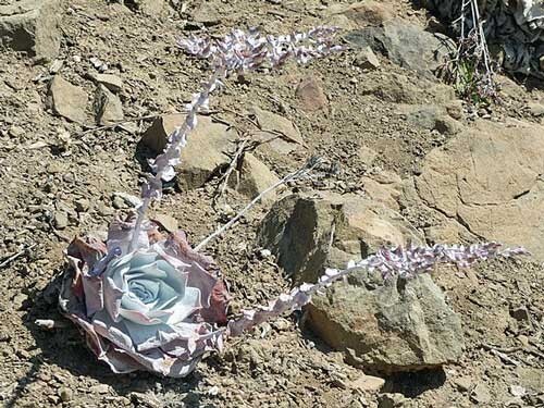 Dudleya pulverulenta ssp. pulverulenta | Chalk Liveforever | 20 Seeds