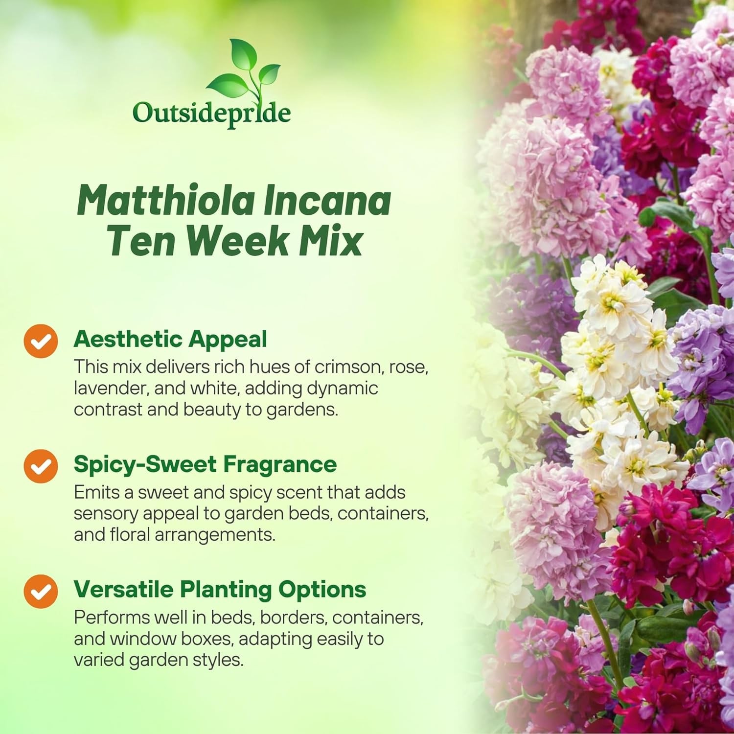 2000 Seeds Stock Seeds – Stock Ten Week Mixed Flower Seed