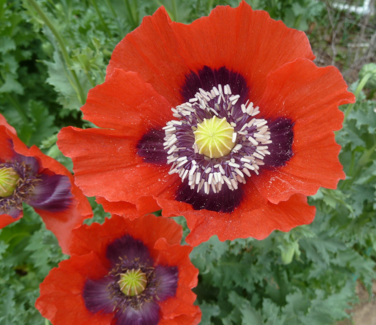 1,000 Giant Red Breadseed Poppy Seeds – P. Somniferum – Huge Scarlet Red Blooms
