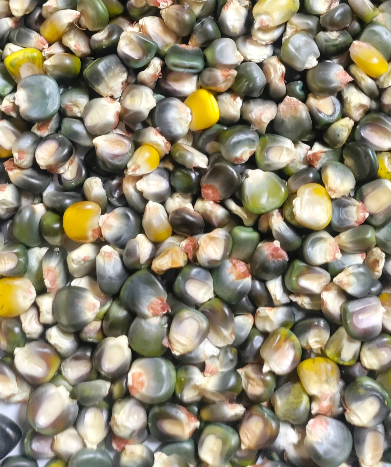 Green And Gold Dent Corn Seeds | Indian Ornamental Oaxacan Maize Flint Seed 2025