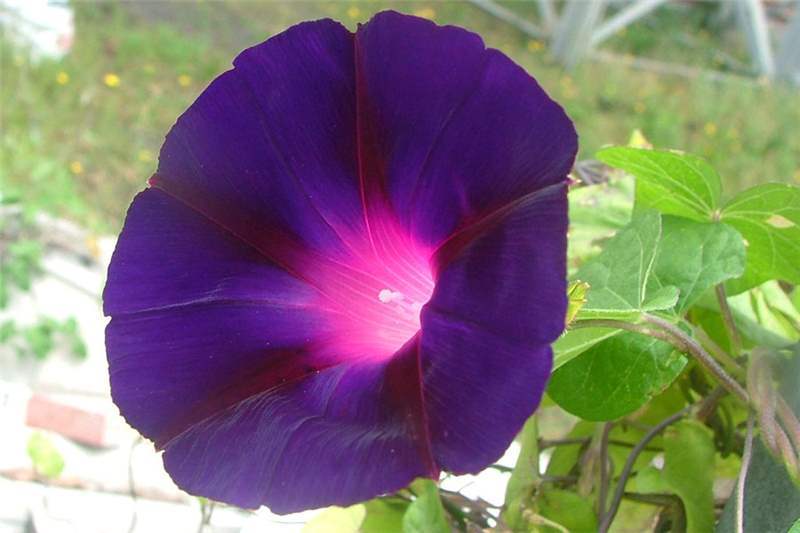 70+MORNING GLORY Mix Flower Seeds Wildflower Climbing Flowering Vine Container