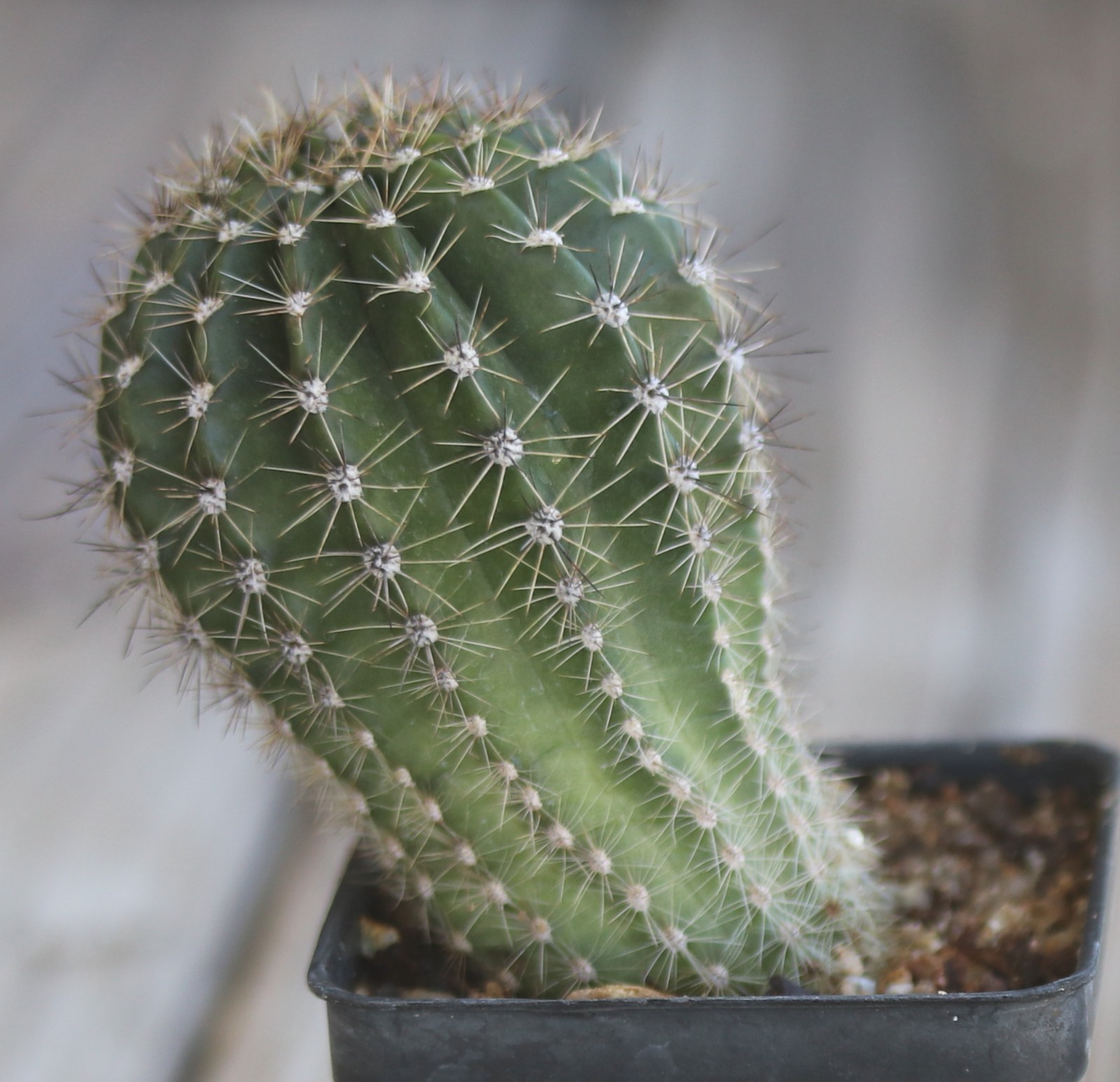 Echinopsis hybrid ‘Terpischore’
