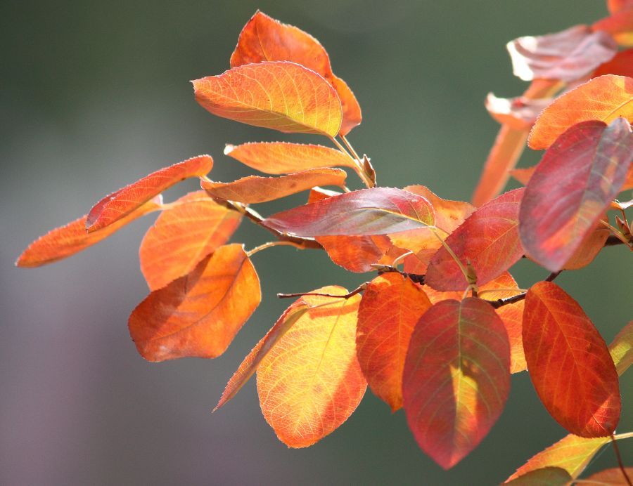 Saskatoon Serviceberry, Amelanchier alnifolia, Seeds
