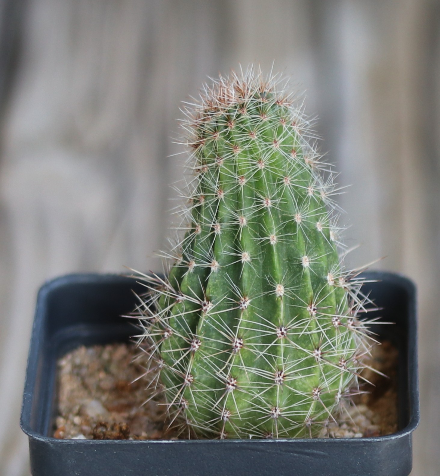 Echinopsis hybrid ‘Andrae’