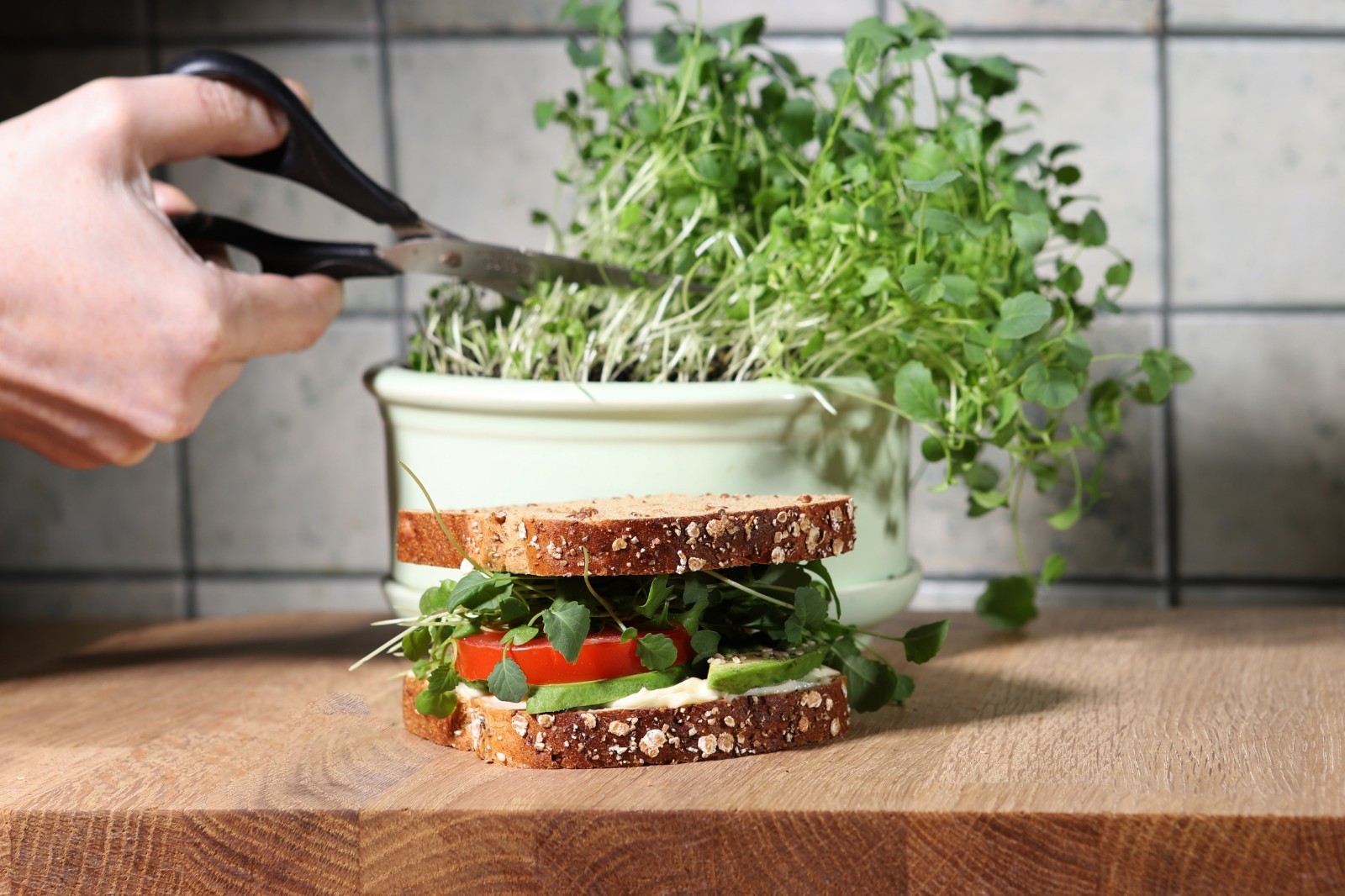 Organic Broccoli MICROGREEN Seeds | Heirloom Non GMO Sprouting Seeds