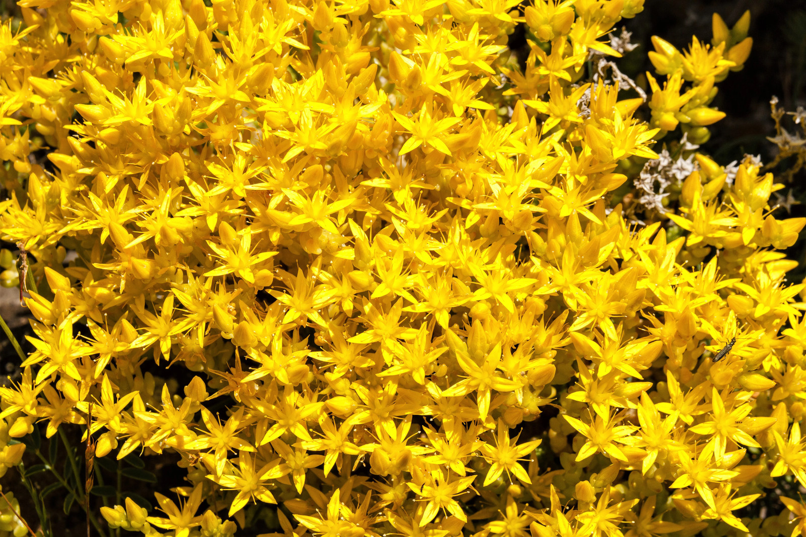150 MIXED SEDUM Stonecrop Succulent Groundcover Red Pink Purple + Flower Seeds