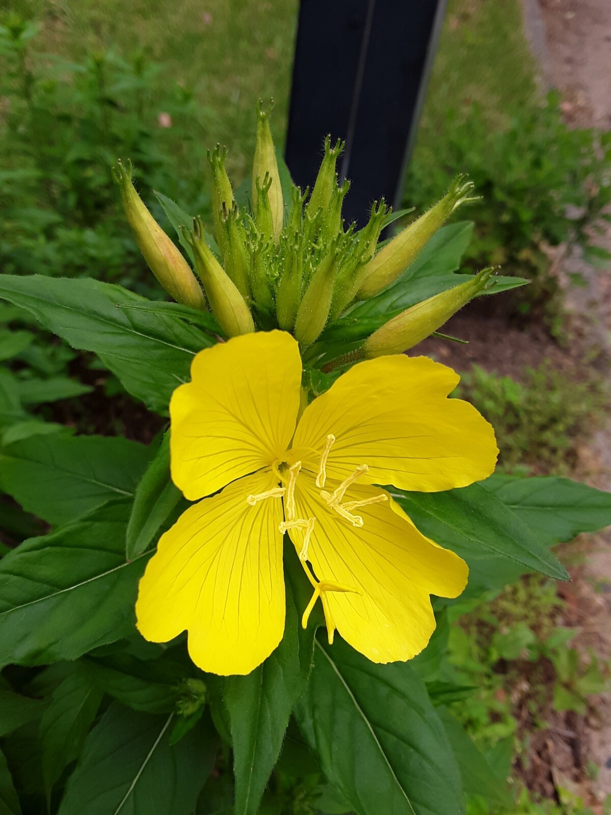 25 Common Evening Primrose Seeds, Yellow Flower Clusters.Perennial.