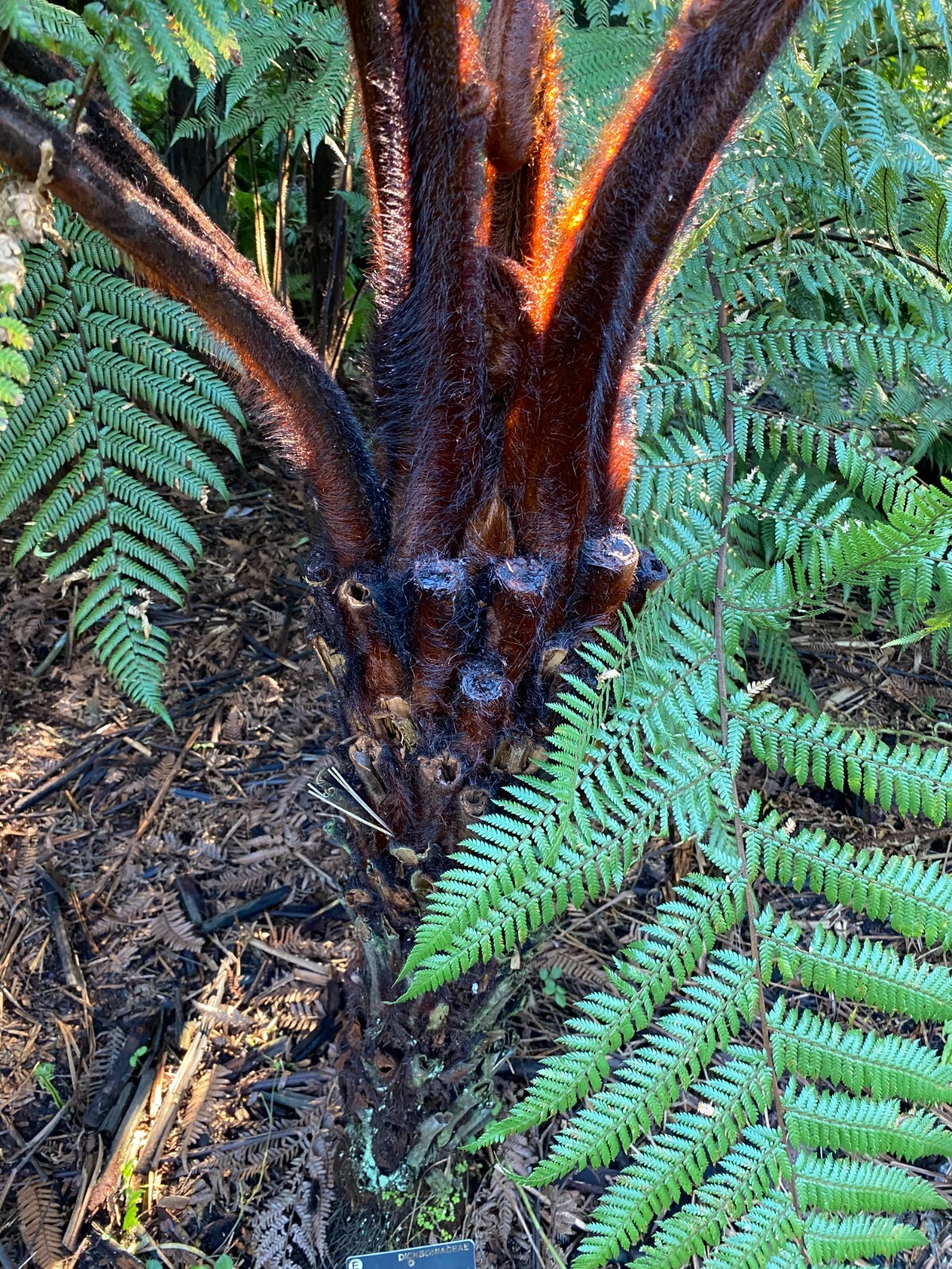 Dicksonia blumei | 100 Spores