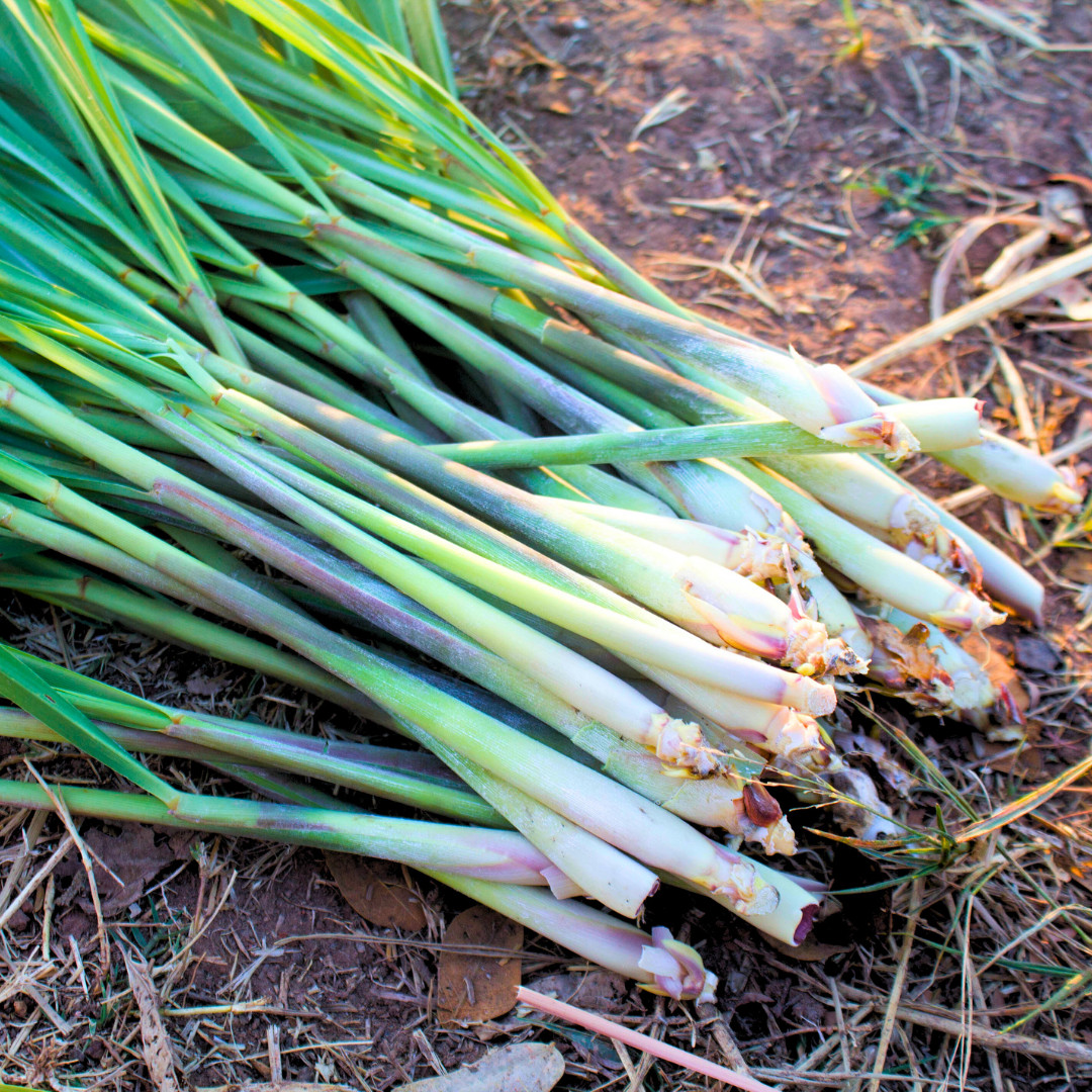 Fresh Lemongrass Herb Seeds | Xiang Mao | Heirloom Non-GMO | Asian Herb Seeds