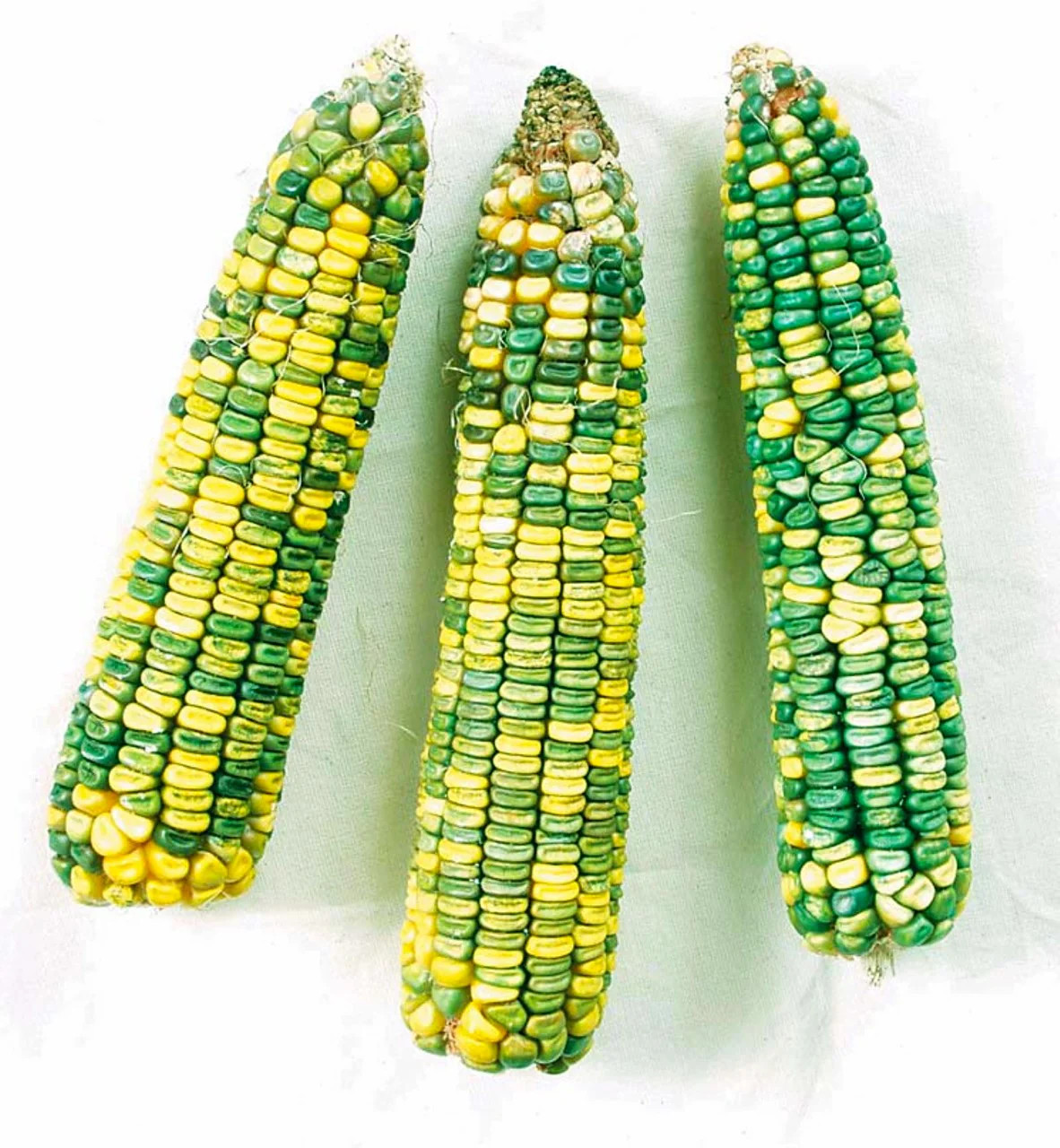 Green And Gold Dent Corn Seeds | Indian Ornamental Oaxacan Maize Flint Seed 2025