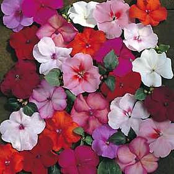 Impatiens Accent Series Mix Annual Seeds
