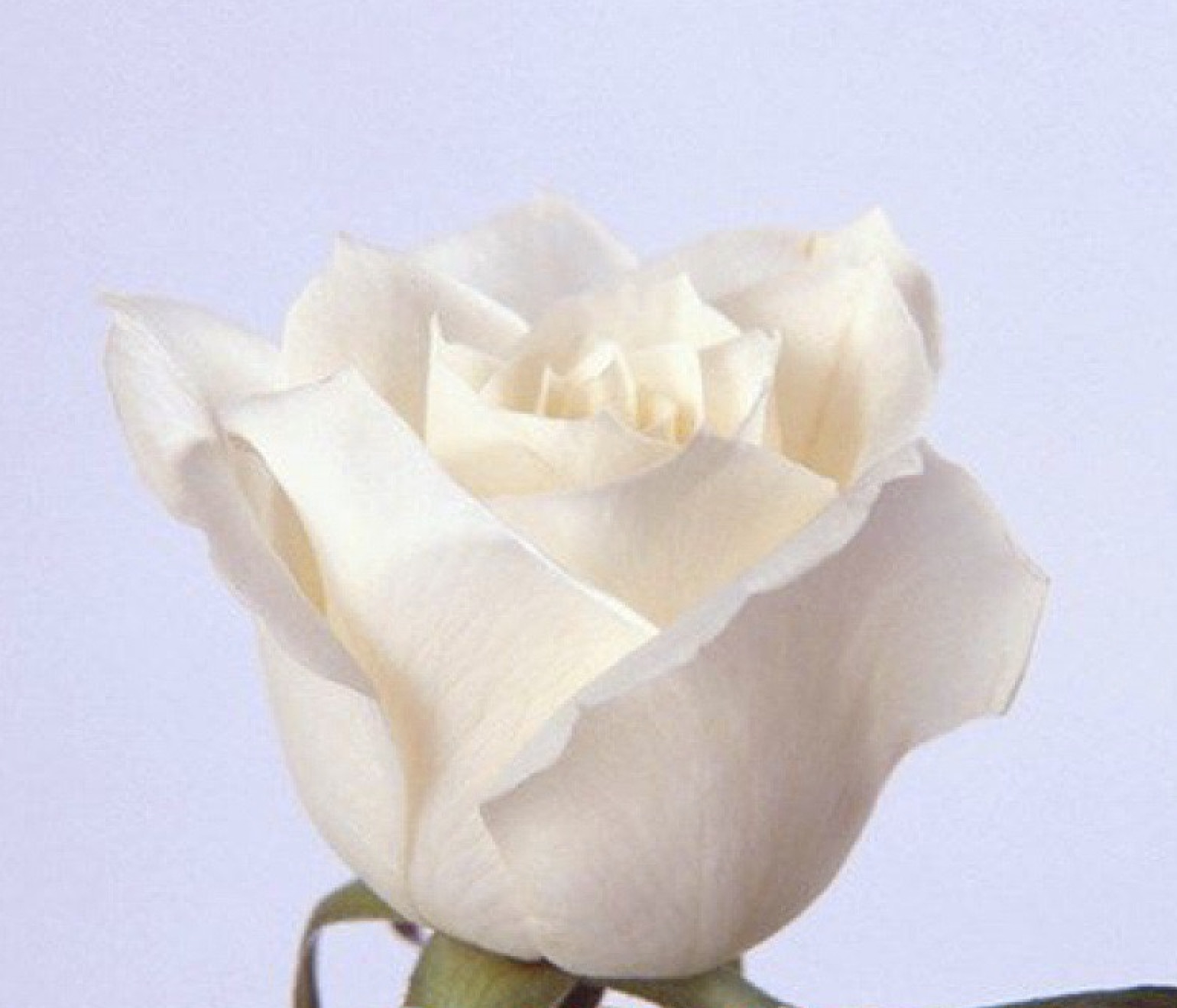 20 CLASSIC STYLE ROSE SEEDS home garden flower plant bush diy Rosas hybrid tea