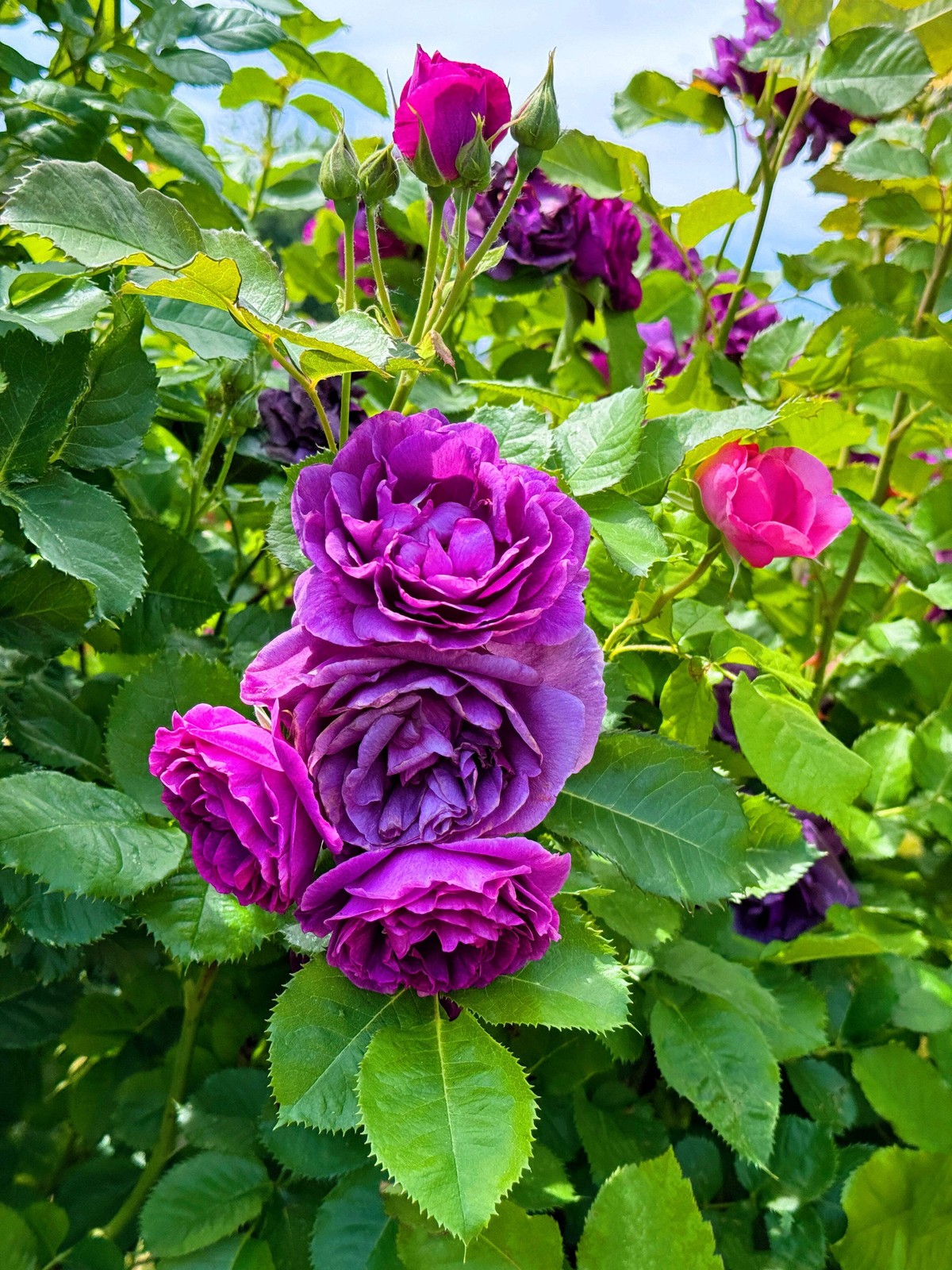 5 PURPLE ROSE Rosa Floribunda Bush Shrub Perennial Flower Seeds *Flat S/H