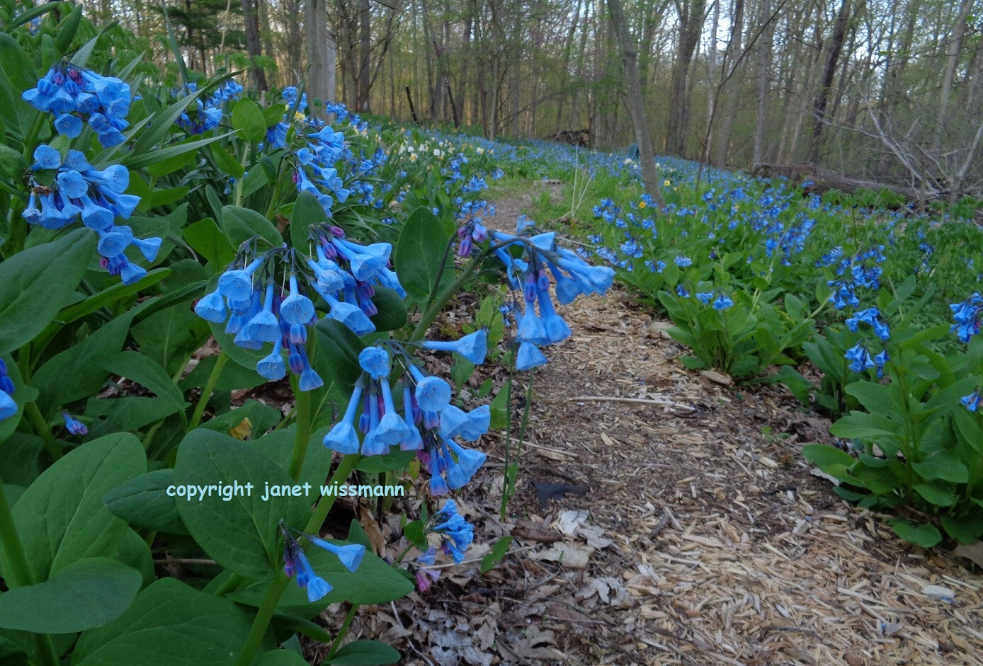 6 Large 4-yr root VIRGINIA BLUEBELLS bulbs native plant Mertensia virginica READ