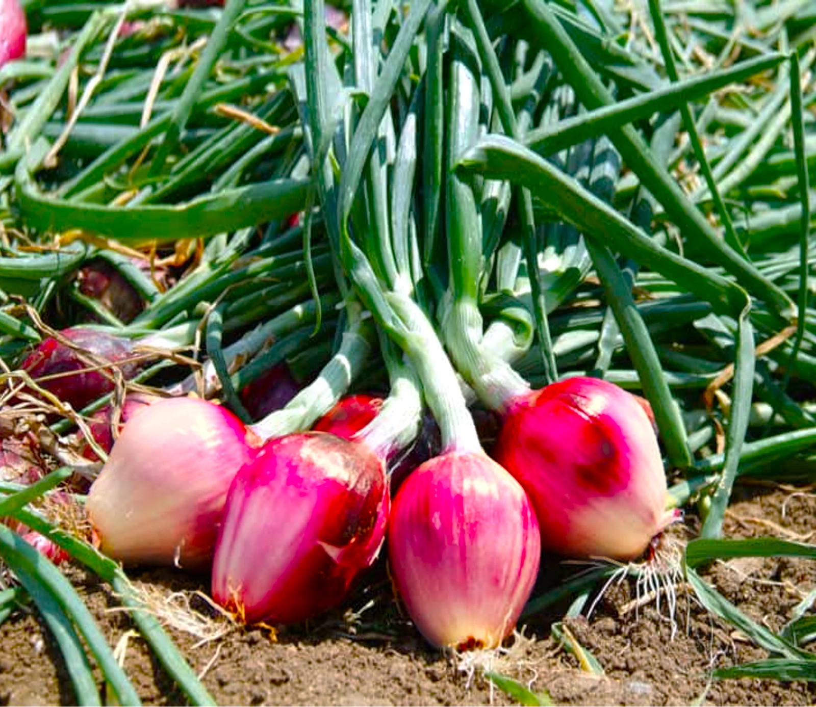 Red Tropea Onion Seeds | Italian Rossa Di Cipolle Torpedo Long Onions Seed 2025