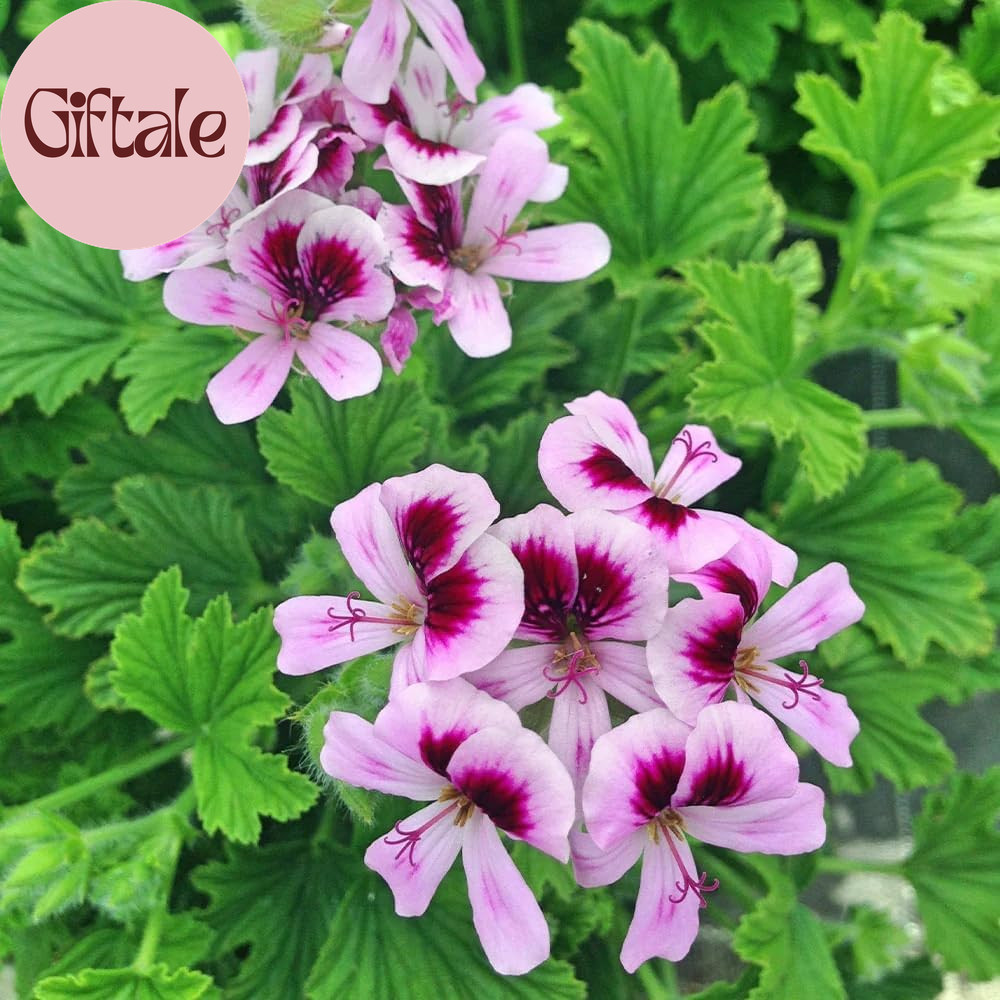 1800+ Citronella Plant Seeds for Planting – Non-Gmo Mosquito Plant Seeds – Home