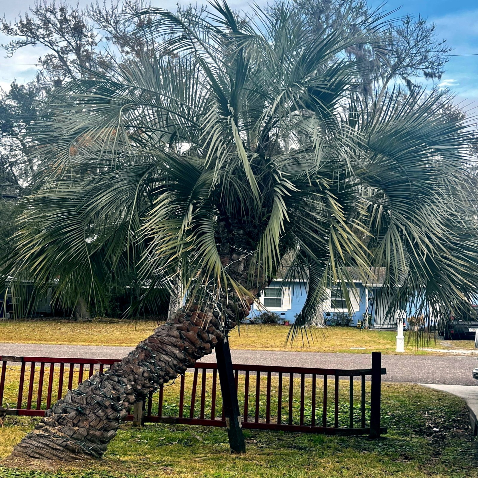 10 Jelly Pindo Palm Tree Seeds (Butia capitata) Cold Hardy Tropical Fruit Plant