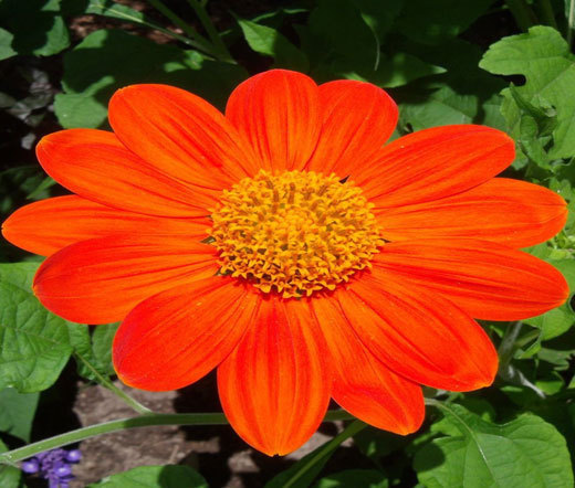 SUNFLOWER MEXICAN TORCH Tithonia Rotundifolia – 100 Bulk Seeds