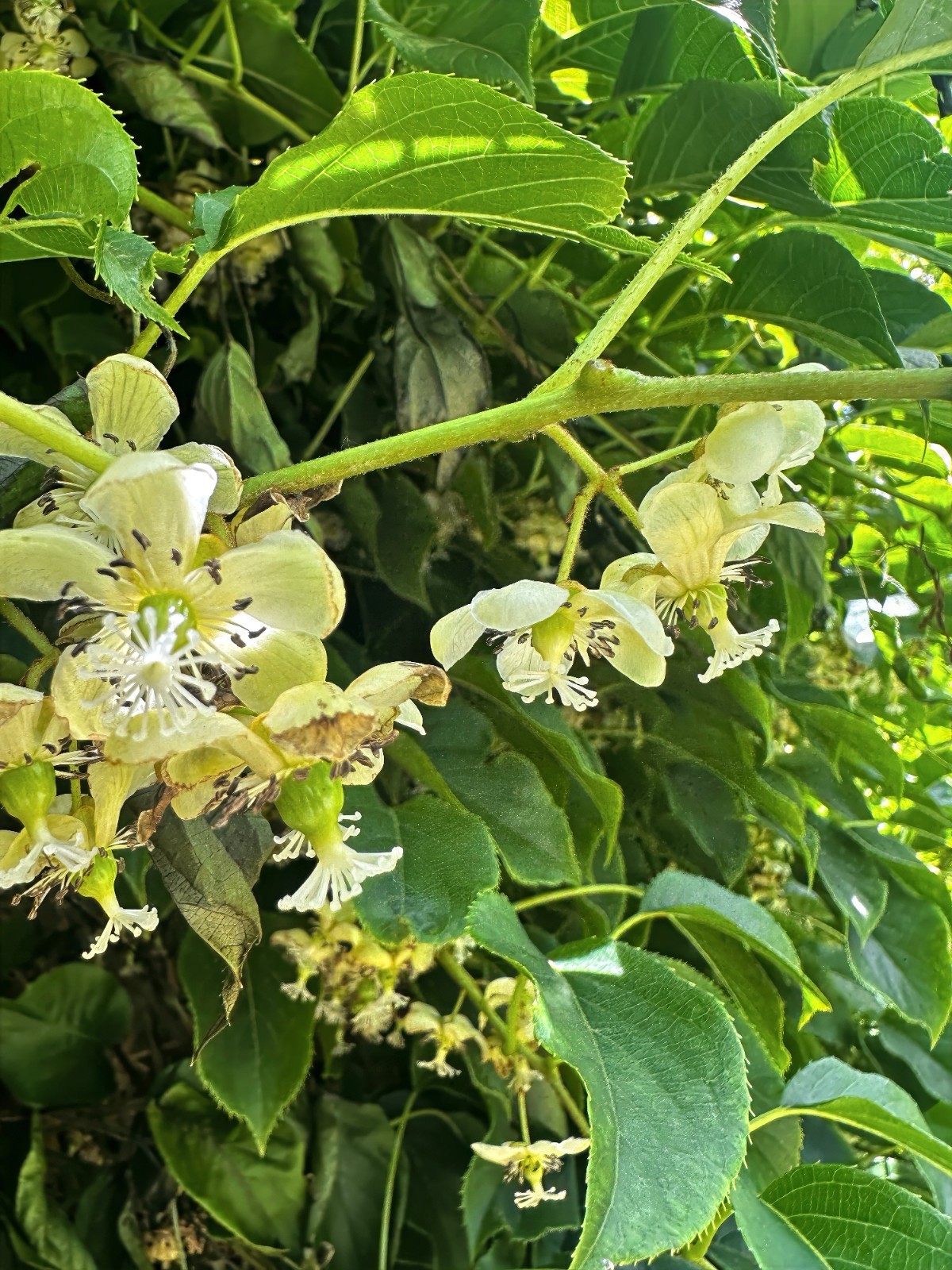 Issai Kiwi Seeds Arctic Grape Berry Superfruit Garden Plant Cold Hardy Fast Vine