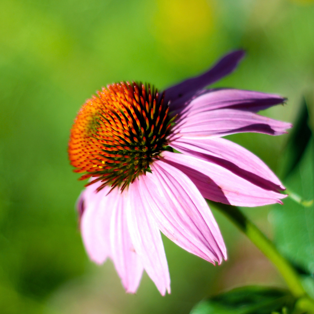 Fresh Echinacea Seeds | Purple Coneflower | Heirloom Non-GMO | Flower Seeds