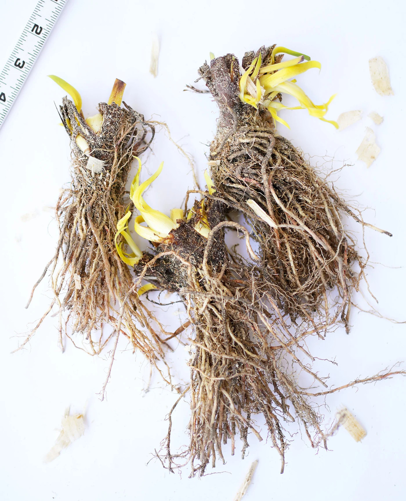 Blue Flag Compact Iris – 3 root divisions
