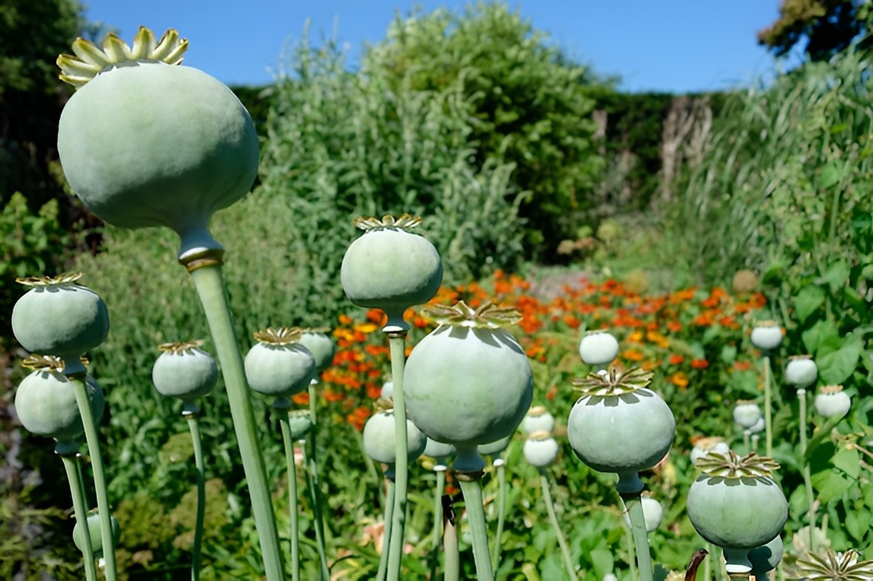 1,000 Springer Grape Poppy Seeds – P. Somniferum – Giant Blooms- Dark Purple!
