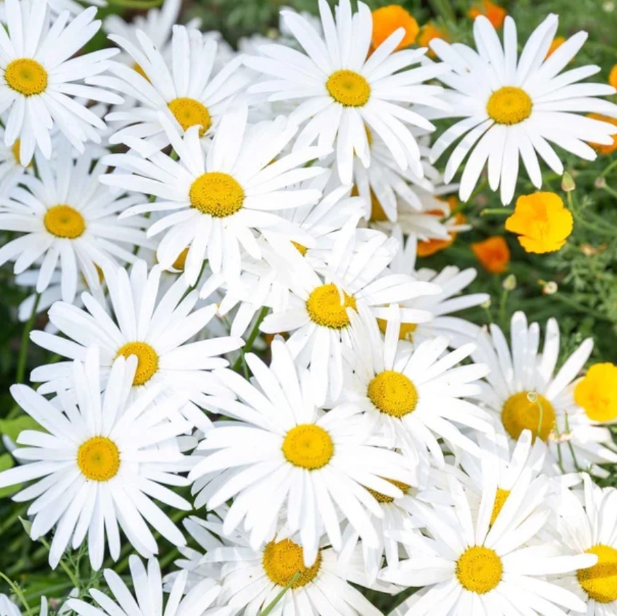 500+ Ox Eye Daisy Seeds **Fresh Seeds** ~~Free Shipping~~