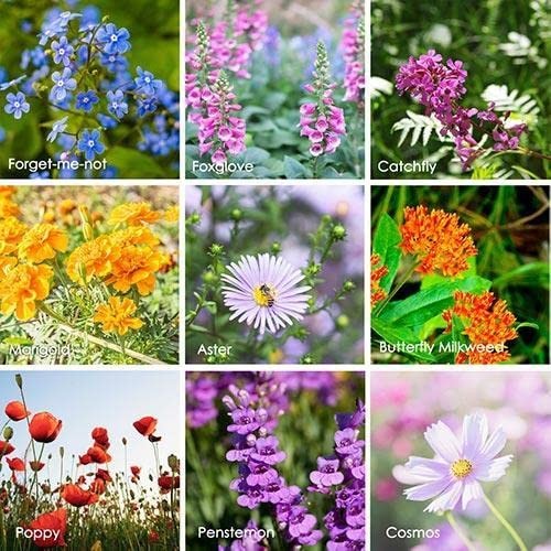 Sow in Spring/Fall. Mixed Wildflower Seed Attract Bees,Attract Butterflies,Po…