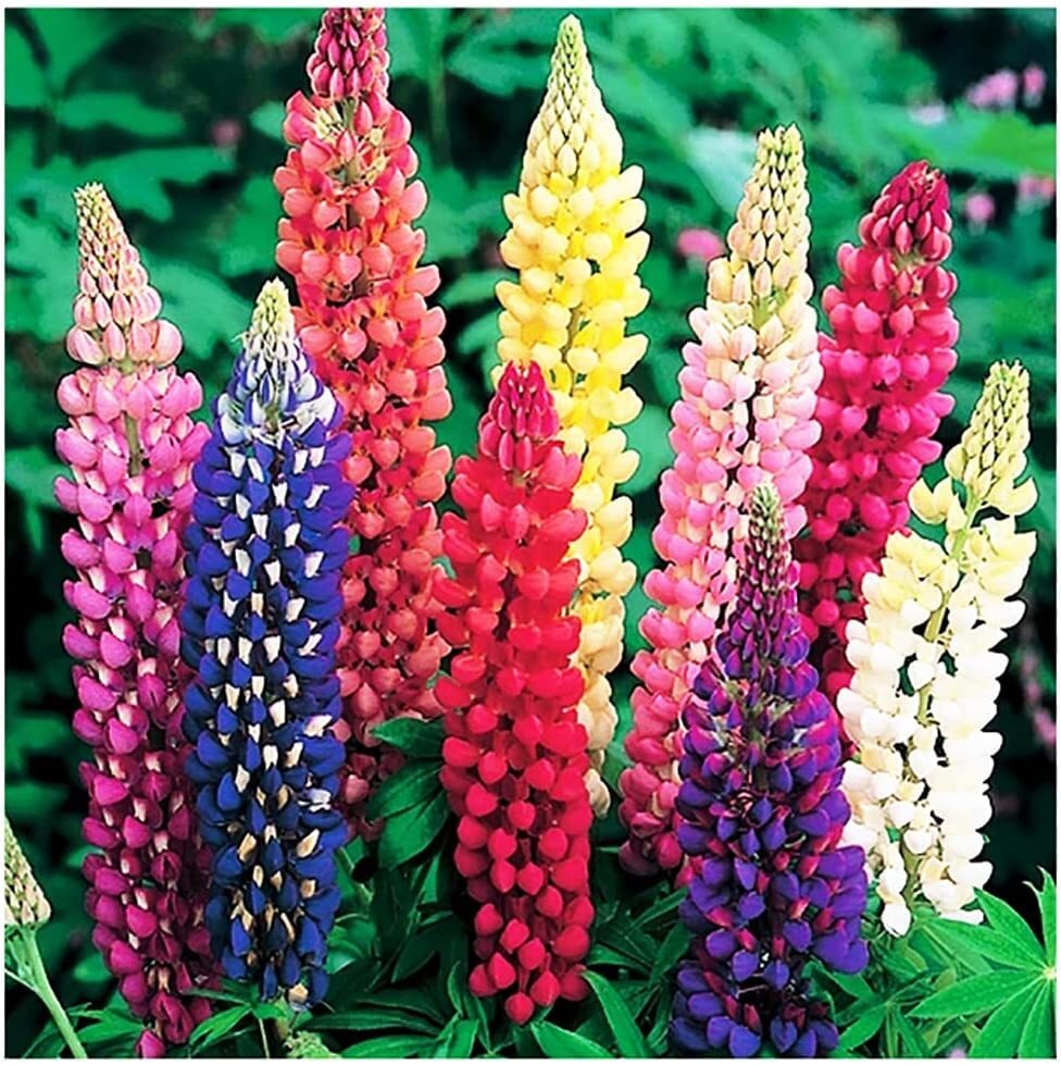 Russell Lupine Mixed Seeds – Colorful Perennial Wildflowers