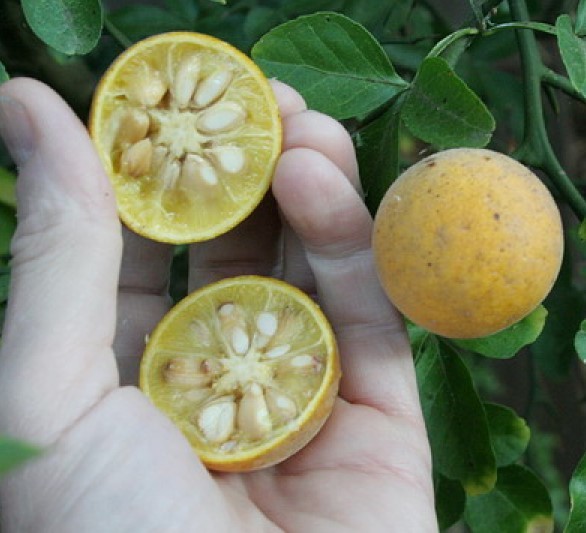 TRIFOLIATE ORANGE 9-12″ TREES Quantity 6