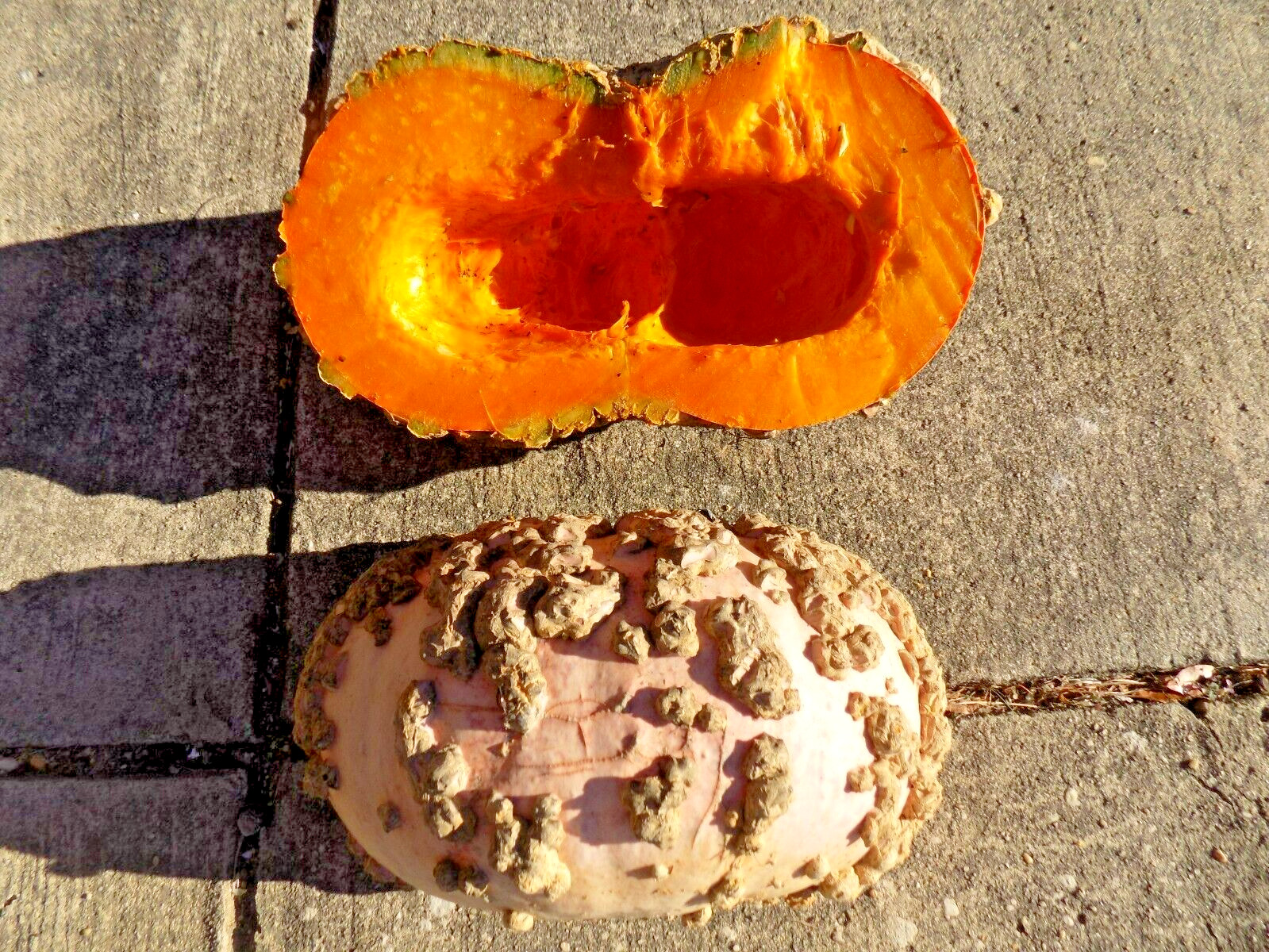15 PEANUT PUMPKIN SEEDS – Cucurbita maxima