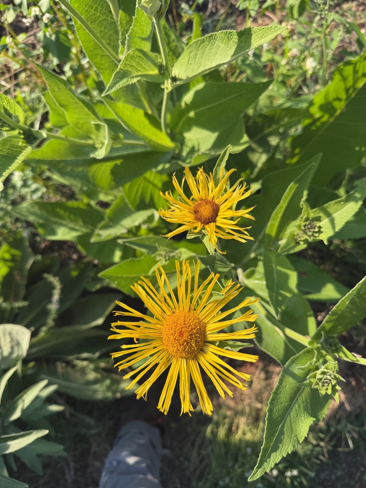 Elecampane Seeds for Planting: 50 Seed Packet Bulk Size Organic Herb Root NonGMO