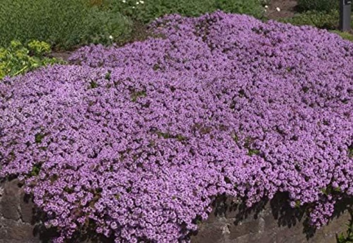 Low-Maintenance Creeping Thyme Seeds – 8000 Seeds for Colorful Ground Cover