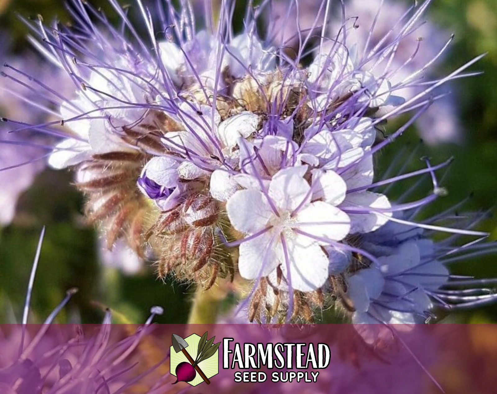 4,200+ Lacy Phacelia Seeds | Native Flower Gardening, Phacelia tanacetifolia