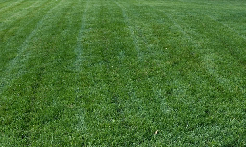 Titan Rx Turf Type Tall Fescue Grass seed – 5 Lb.