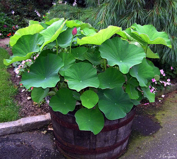 Nelumbo Nucifera, Fun Aquatic Pink Lotus 5 Seeds, Container Pond Plants From USA