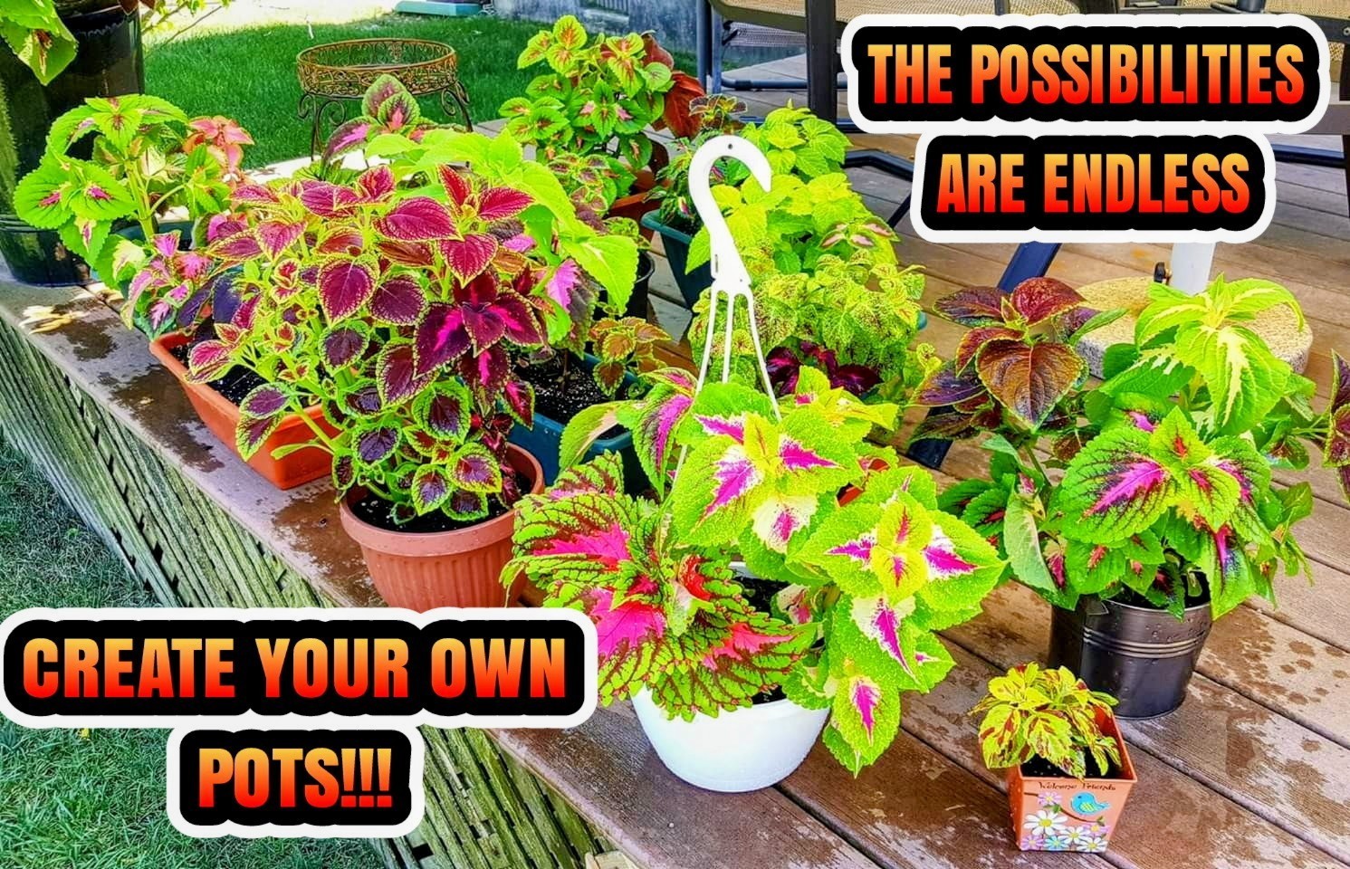 JIM’s CHOICE 8 PACK COLORFUL COLEUS SEEDS FREE SHIPPING