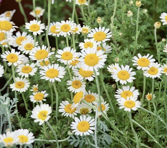 2000++ German Chamomile Seeds Herb Medicinal Fragrant Groundcover ANNUAL USA