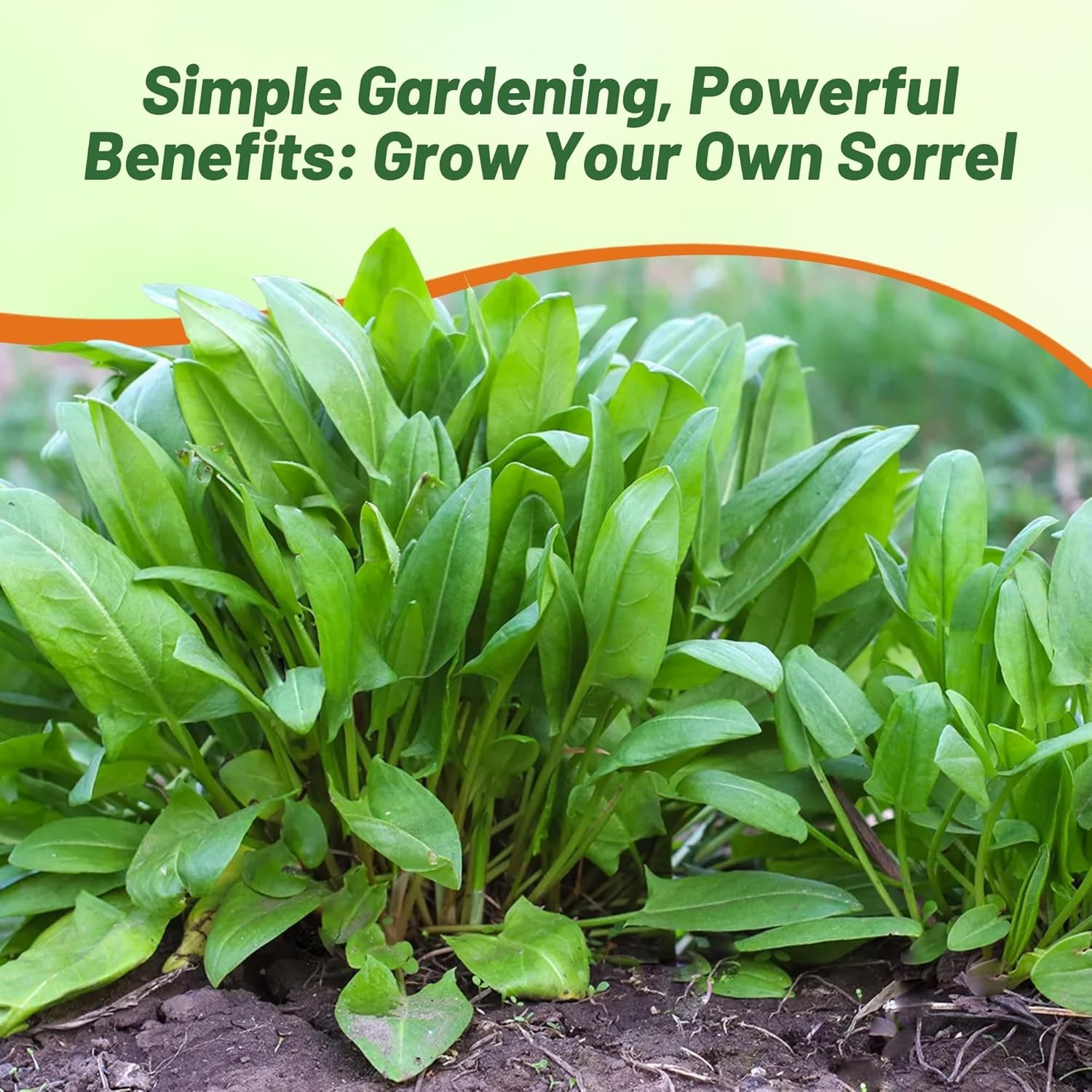 10000 Seeds Sorrel Seed For Planting – Garden Sorrel Herb Seeds