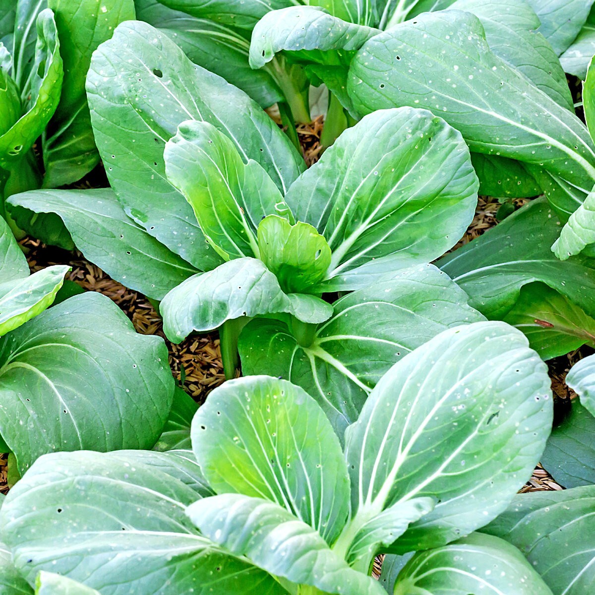 1 Lb Canton Pak Choi Chinese Cabbage Seeds – Everwilde Farms Mylar Seed Packet