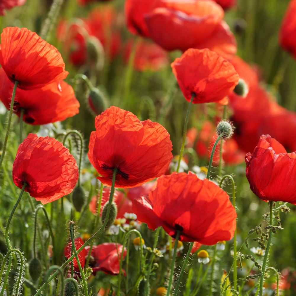 American Legion Poppy Seeds | Red Corn Poppies Remembrance Day Flower Seed 2023
