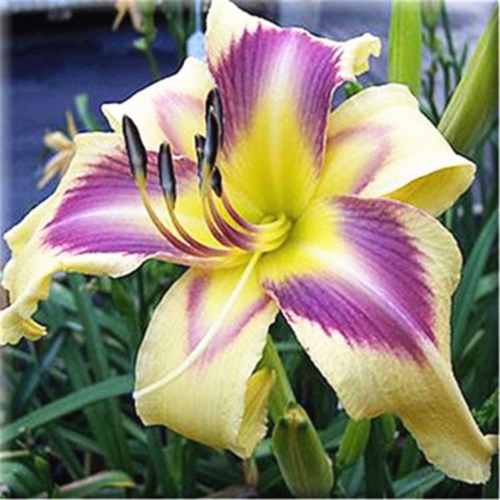 (10) LILY SEEDS rare exotic flower bloom home blossom garden USA SELLER W/TRACK