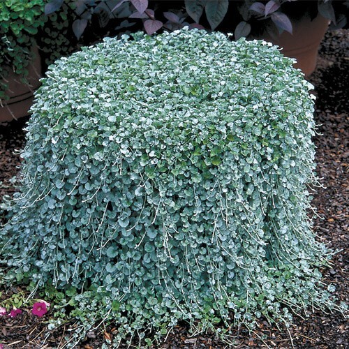Dichondra Seeds Silver Falls Ground Cover Seeds 25 Seeds