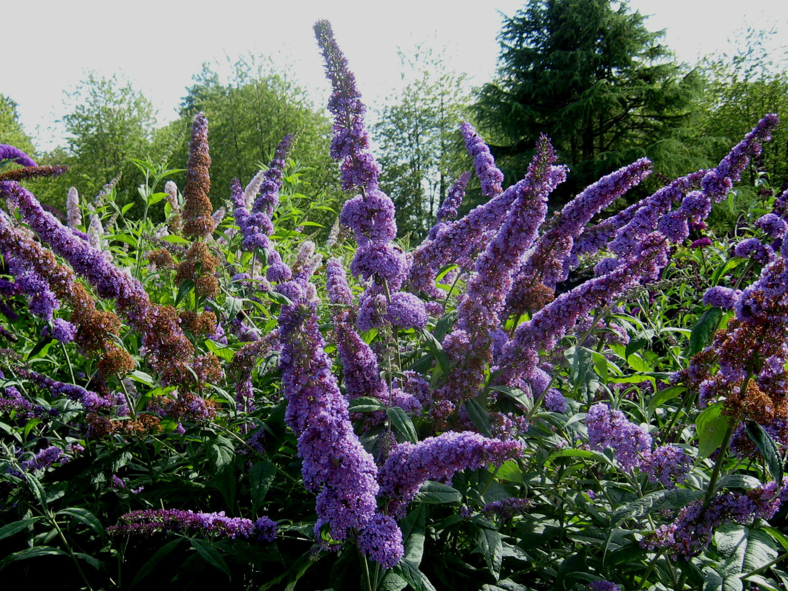 Butterfly Bush, Buddleia davidii, Shrub Seeds
