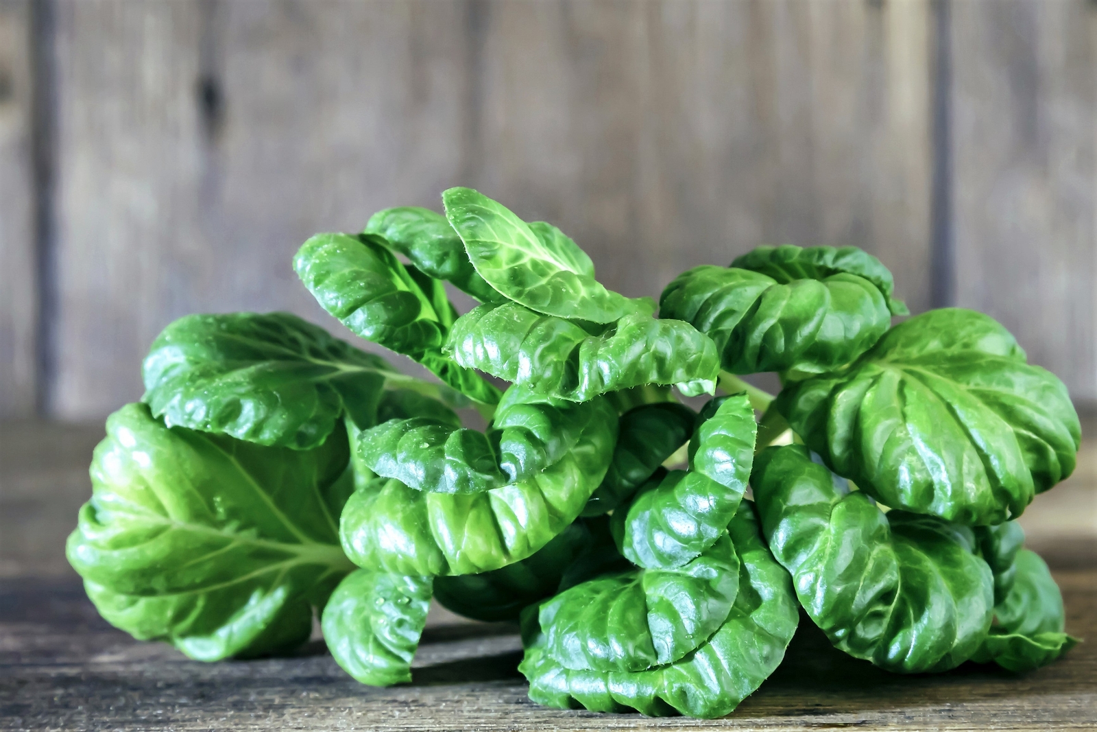 1000 TATSOI Brassica Rapa Rosularis Tat Soi Bok Choy Spinach Mustard Greens Seed