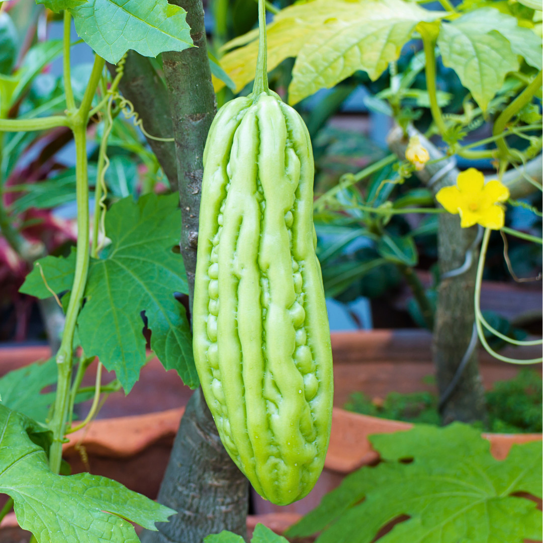 Fresh Bitter Melon Seeds | Tai Guo | Heirloom Non-GMO | Asian Vegetables