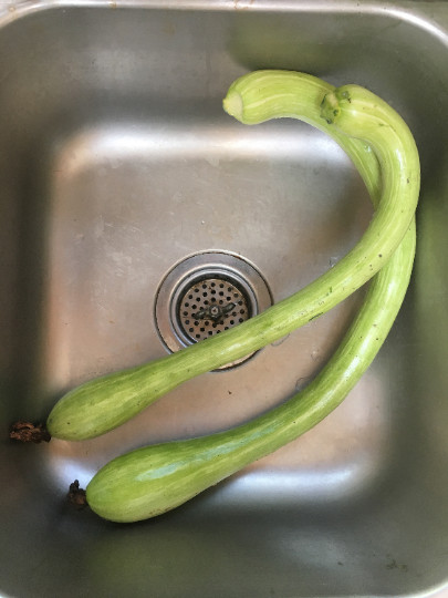 500 Trombocino Rampicante seeds; Tromboncino Climbing Zucchini; Zucchino Squash