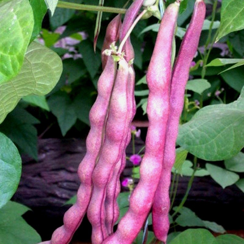 15+ Purpose Pole Bean seeds Stringless Bean producer |Free Shipping No Tracking