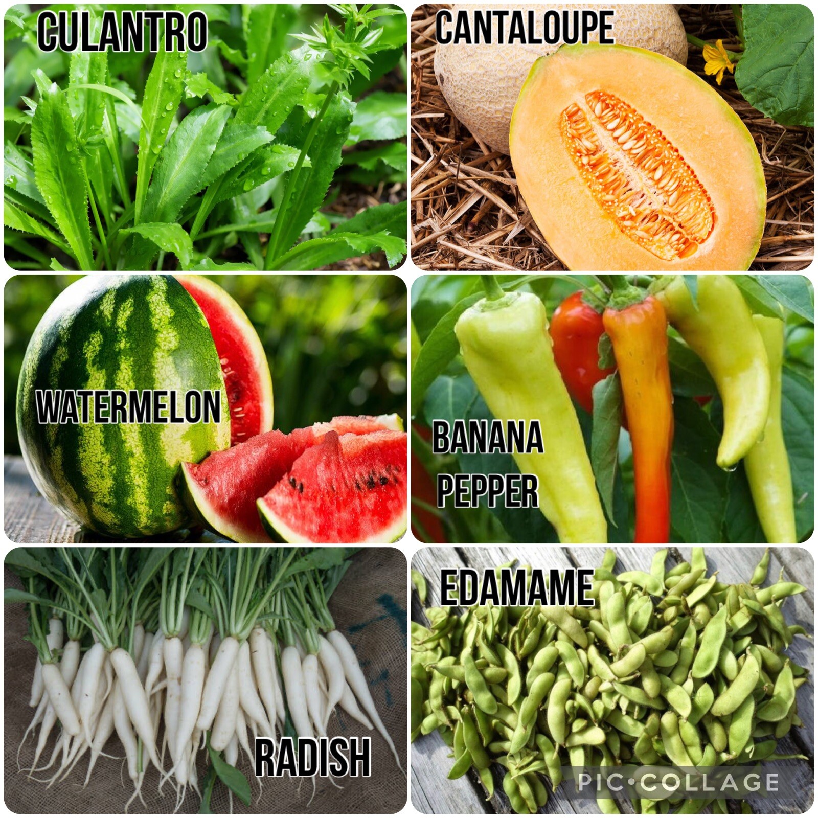 20 Packet of SEEDS + 3 FREE Packet | SEEDS Bundle for Planting | FREE SHIPPING